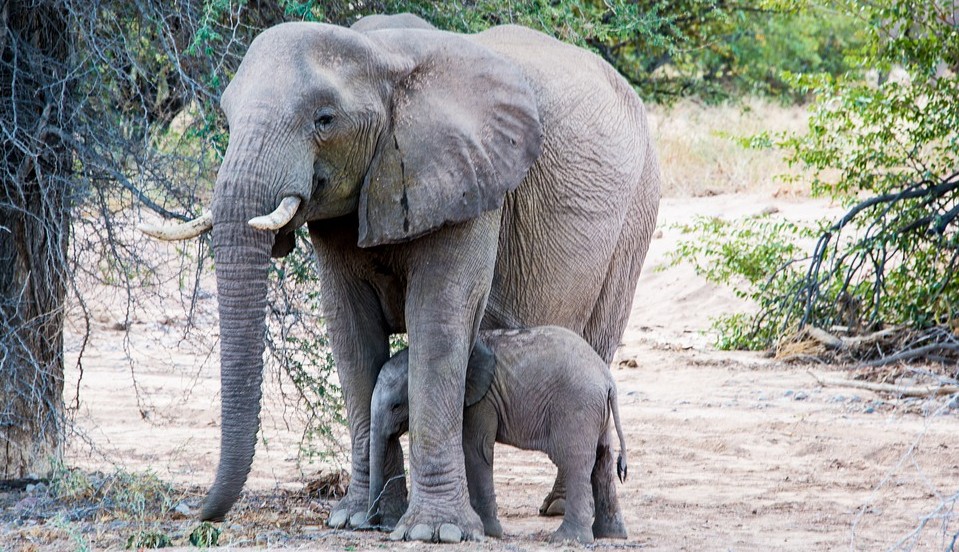 LOBs are larger in multibyte&nbsp;databases