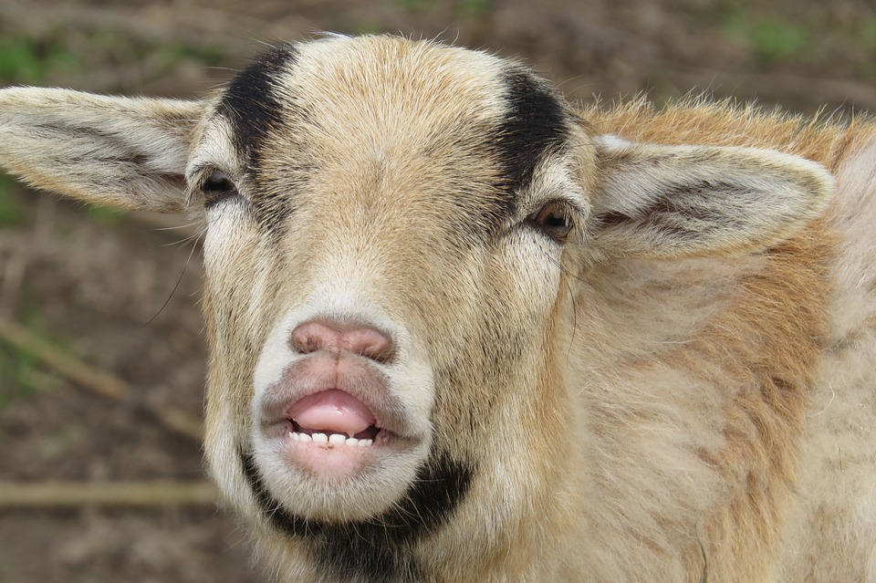 DDL gets my goat