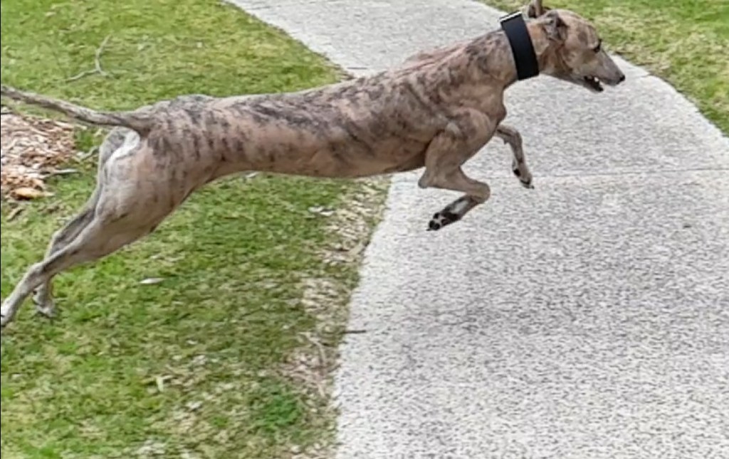 Kris Kringle the Database – Taking the LEAP