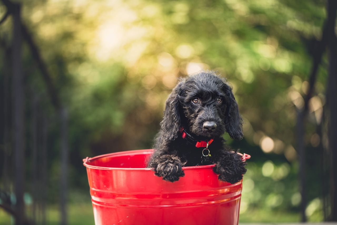 Kris Kringle the Database – WIDTH_BUCKET